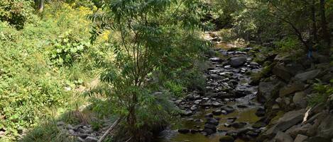 A natural stream with rocks and vegetation.