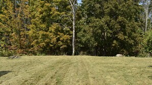 A grassy field with a large tree in the center and dense foliage in the background.