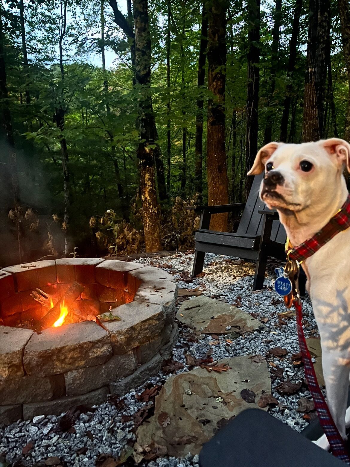 A dog sitting by a campfire in a forested area with a bench and a fire pit.