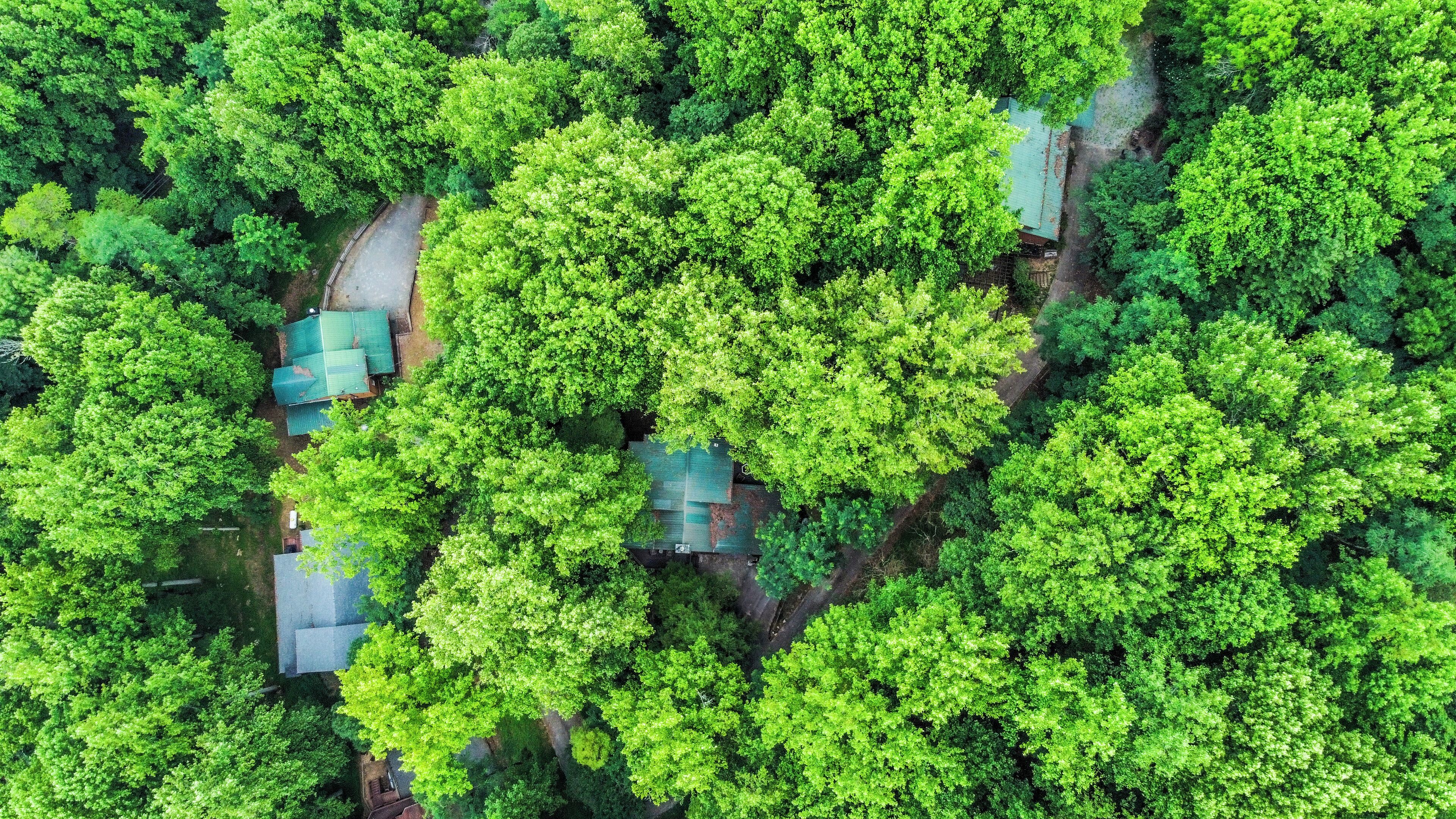 An aerial view of a forested area with several buildings, including a house with a green roof and a small structure with a blue roof.