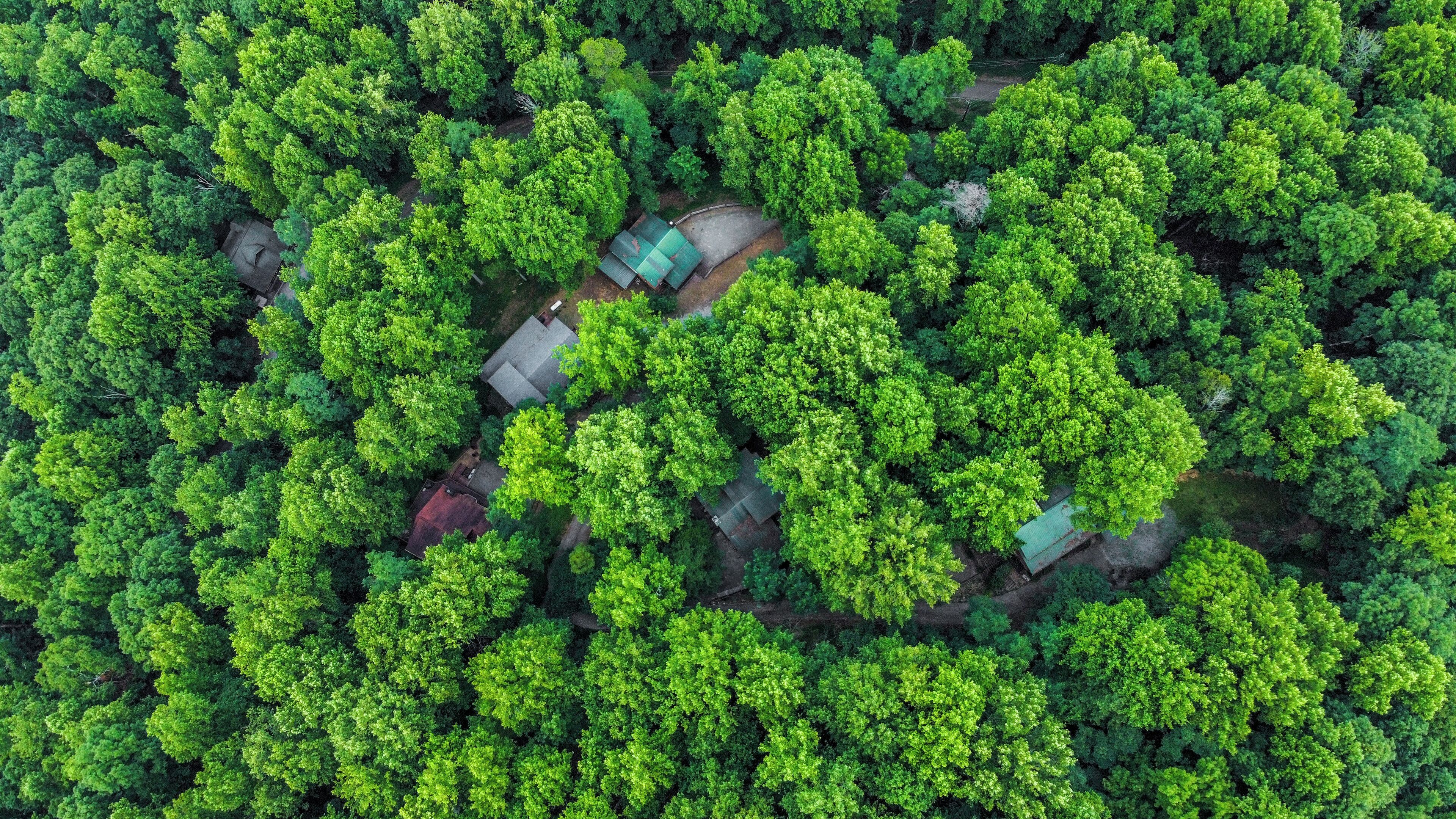 An aerial view of a forested area with a small cluster of buildings, likely a resort or lodge.