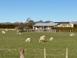 Property grounds - Havelock Cottage - Pukeko Nest (Havelock North)