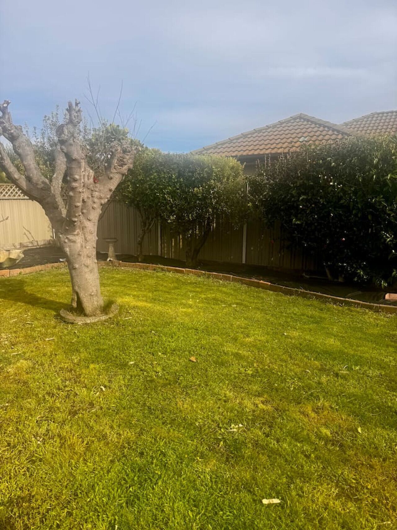 A backyard with a grassy lawn, a tree, and a fence.