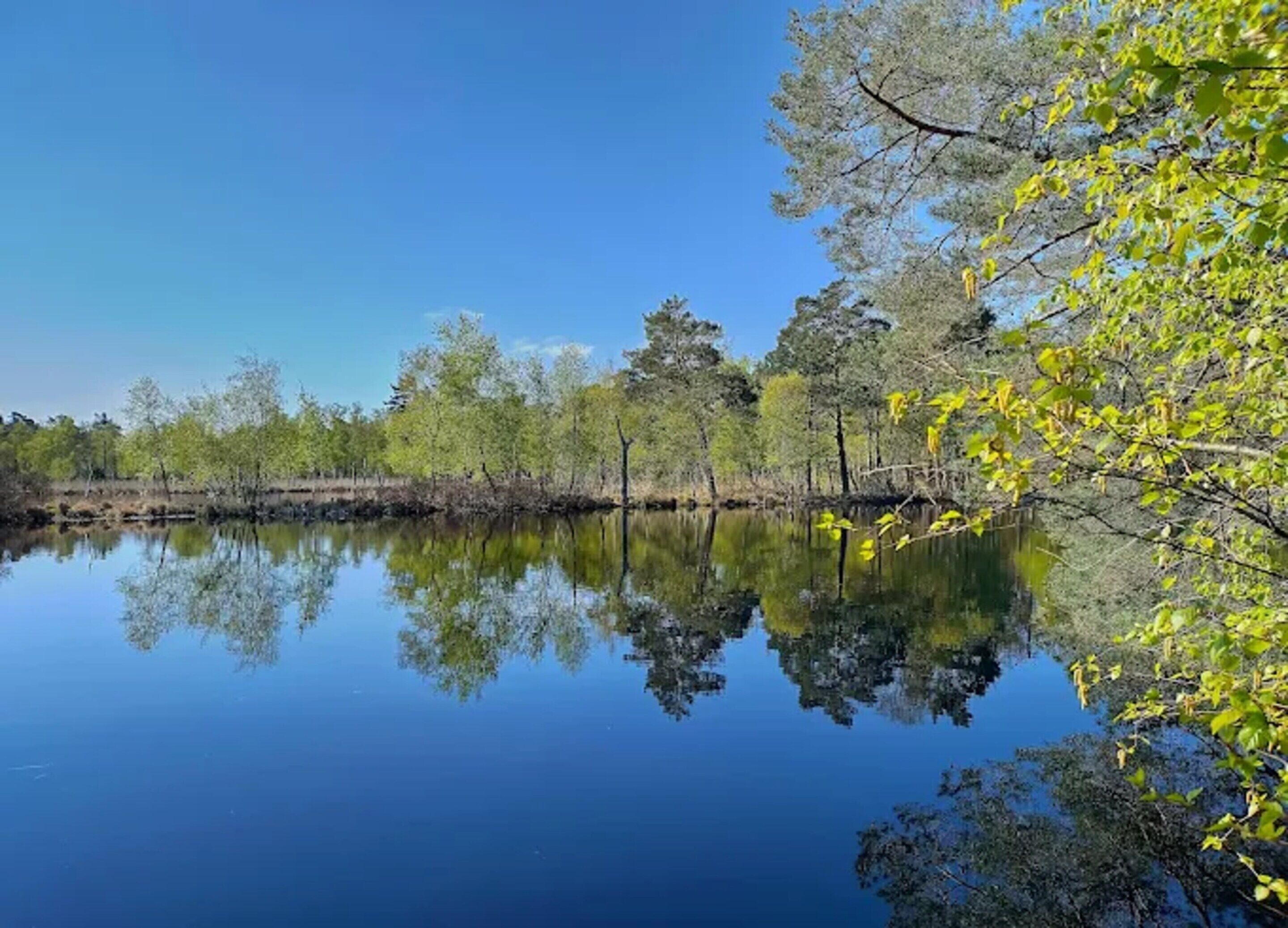 A calm lake with trees reflecting on the water, surrounded by a natural landscape.
