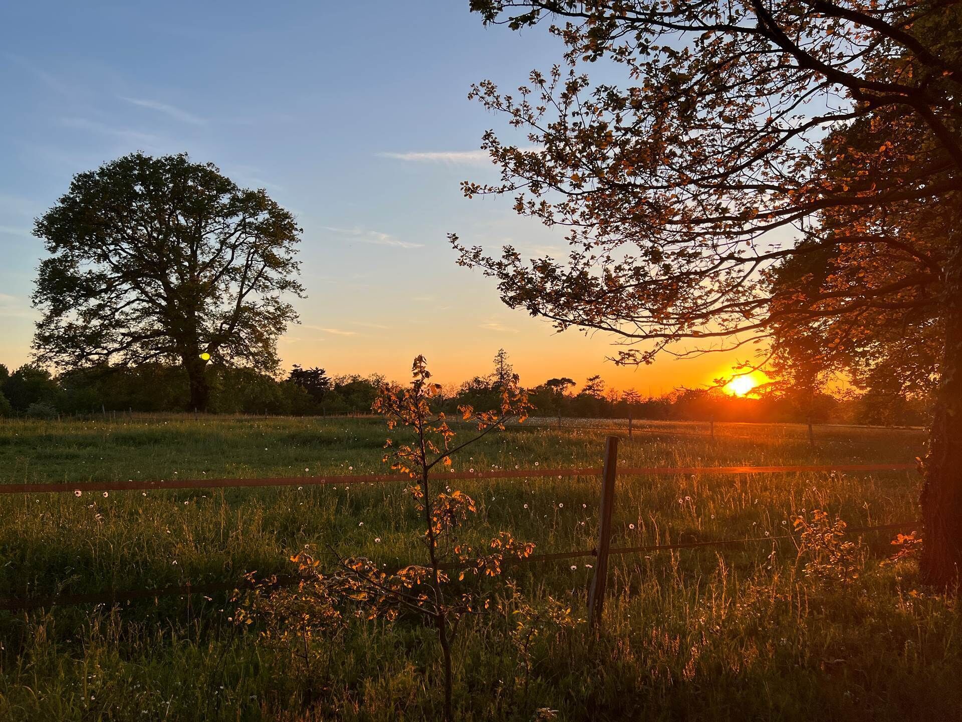 A sunset over a grassy field with a large tree and a fence in the foreground.