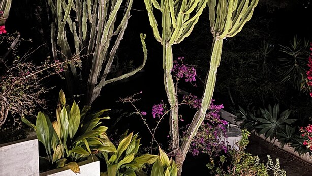 Un jardin de cactus avec différentes espèces de plantes et un bac à fleurs blanc.