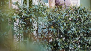 A person standing on a porch with a house in the background. - Tomato Backpackers (Turin)