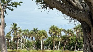 Un paysage paisible avec un étang, des palmiers et une variété de plantes.