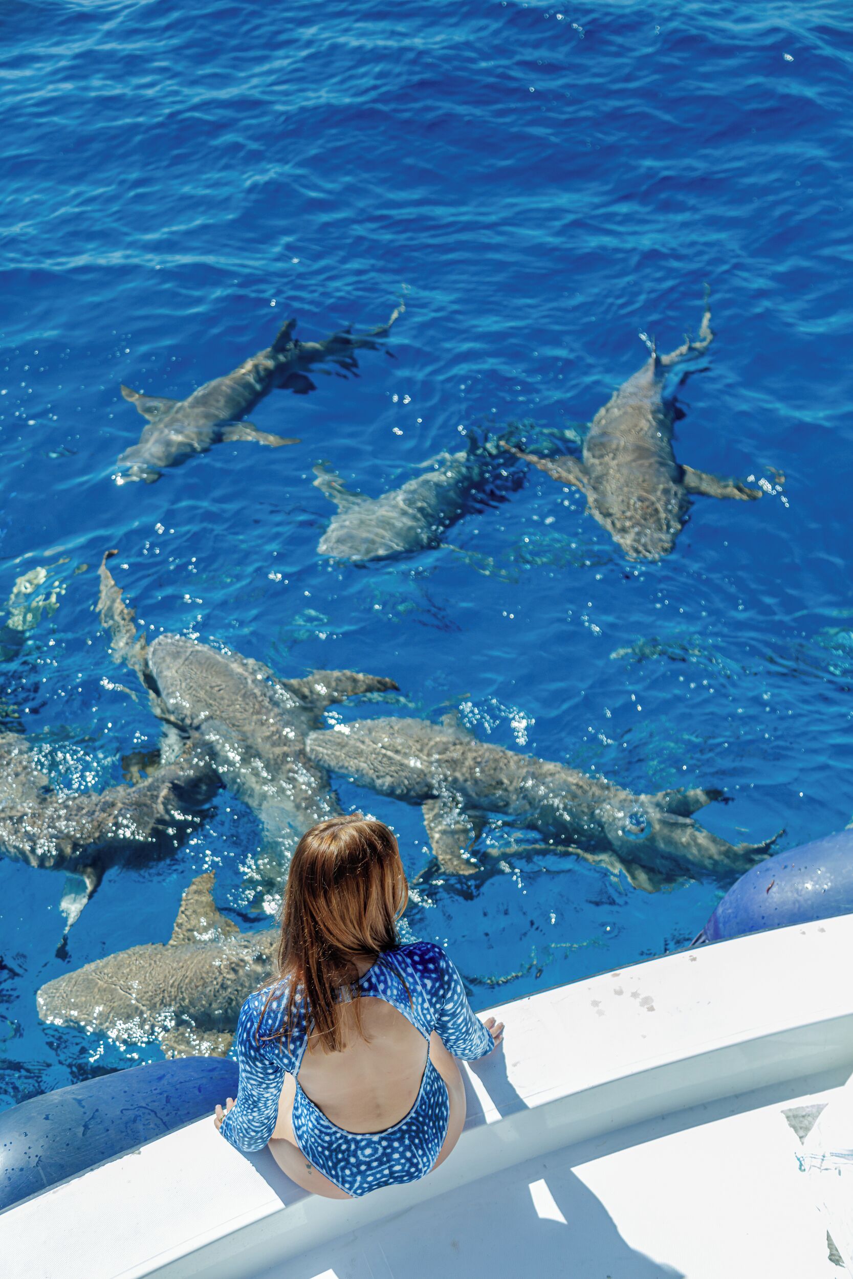 A person sitting by a pool with dolphins swimming nearby.