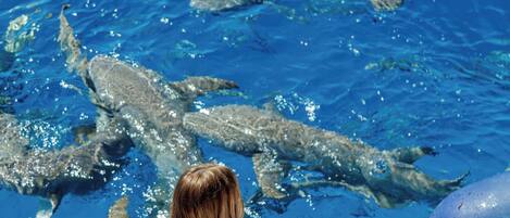 A person sitting by a pool with dolphins swimming nearby.