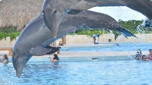 Dolphins leaping out of a pool with a thatched-roof structure in the background.