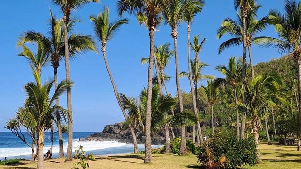 A grassy area with palm trees and a view of the ocean. - Apartment Joly brise 4 in Terre Sainte near small beach/CHU (Saint-Pierre)