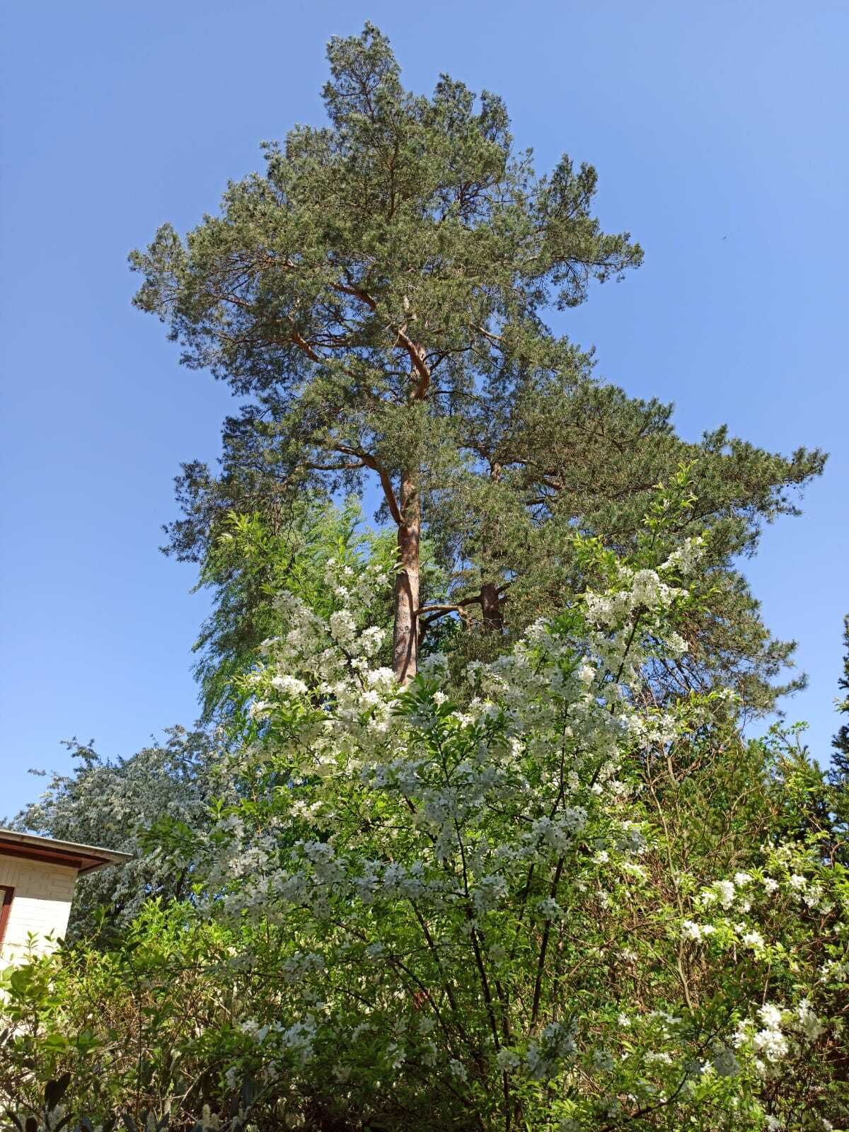 Ein hoher Baum mit dichtem Blätterwerk und weißen Blüten, umgeben von viel Grün.