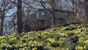 A house surrounded by a field of daffodils. - Scenic & Serene: 3BR/3BA w Panoramic Hudson Views! A Birder's paradise (Croton-on-Hudson)