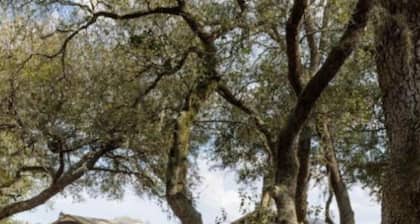 Unique,River Ranch Fl 2 Cabins Nov1-7 & 1 15-22. Enjoy Exhilarating Activities!