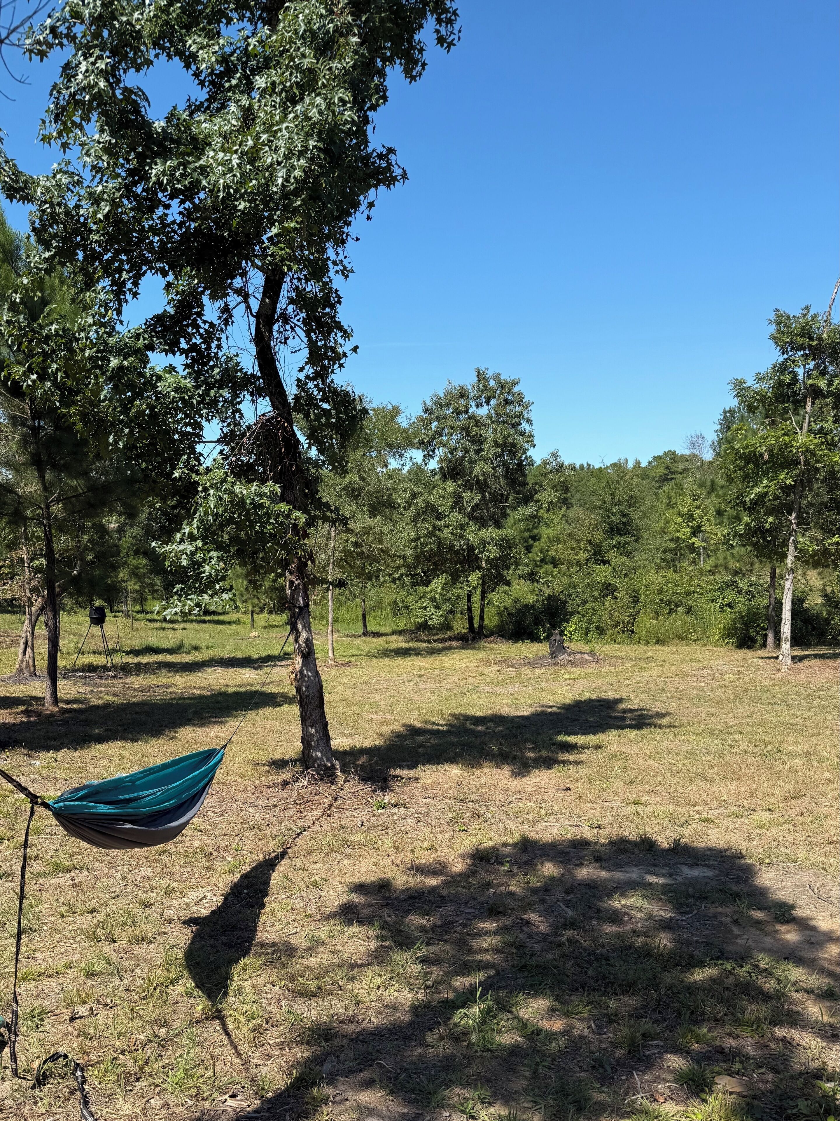 A hammock tied between two trees in a grassy field with a clear blue sky.