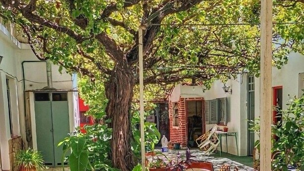 A courtyard with a large tree, potted plants, and a chair. - Hostal de Luz (Capilla del Monte)