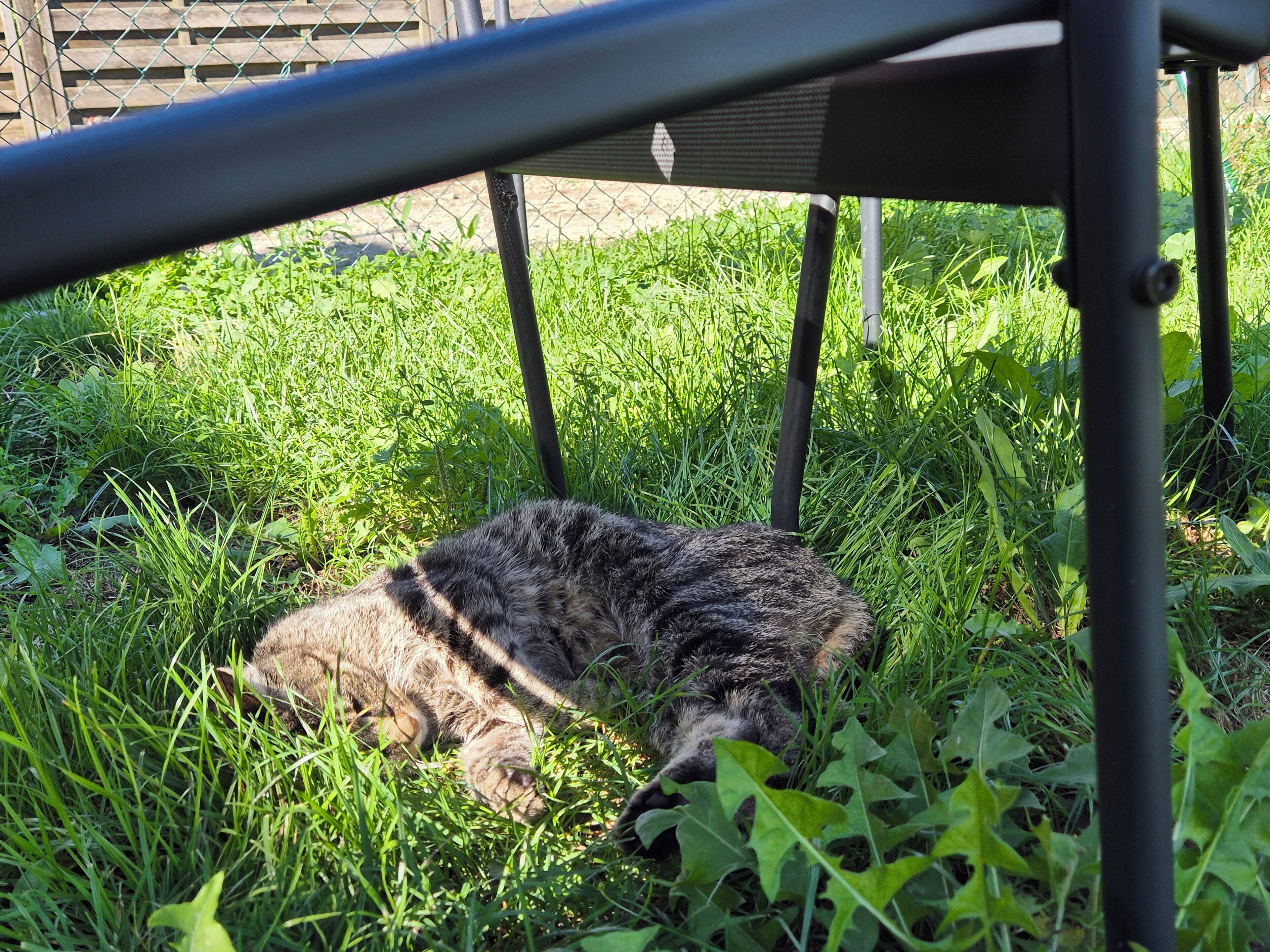 Eine Katze liegt im Gras unter einer Metallkonstruktion.