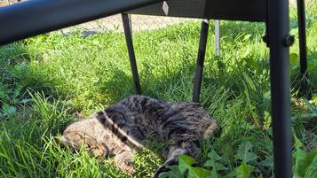 Eine Katze liegt im Gras unter einer Metallkonstruktion.