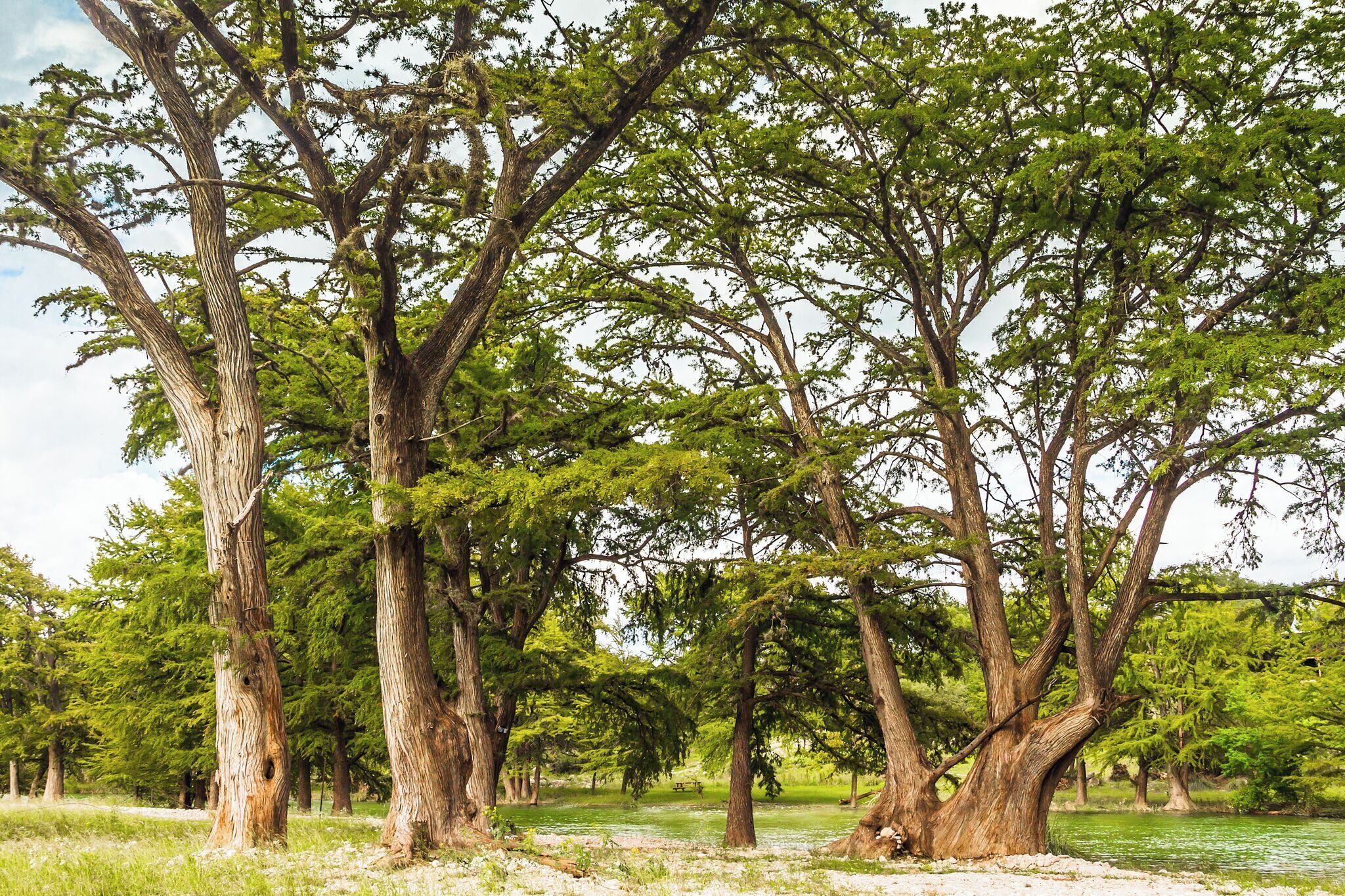 Un paysage naturel composé de nombreux arbres et d’une zone herbeuse.