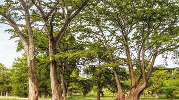 Un paysage naturel composé de nombreux arbres et d’une zone herbeuse.