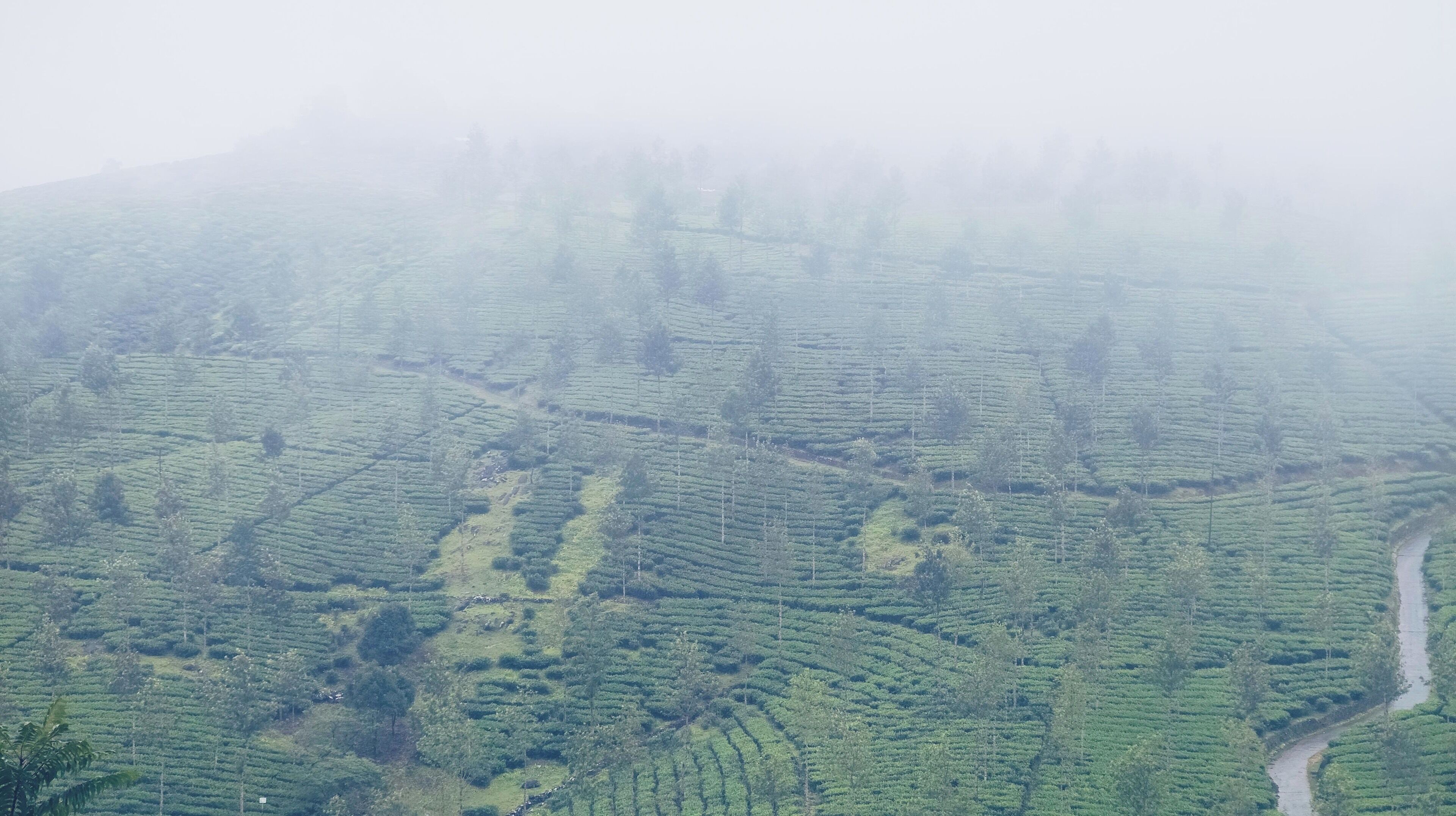 A vast tea plantation with terraced fields and a winding road.