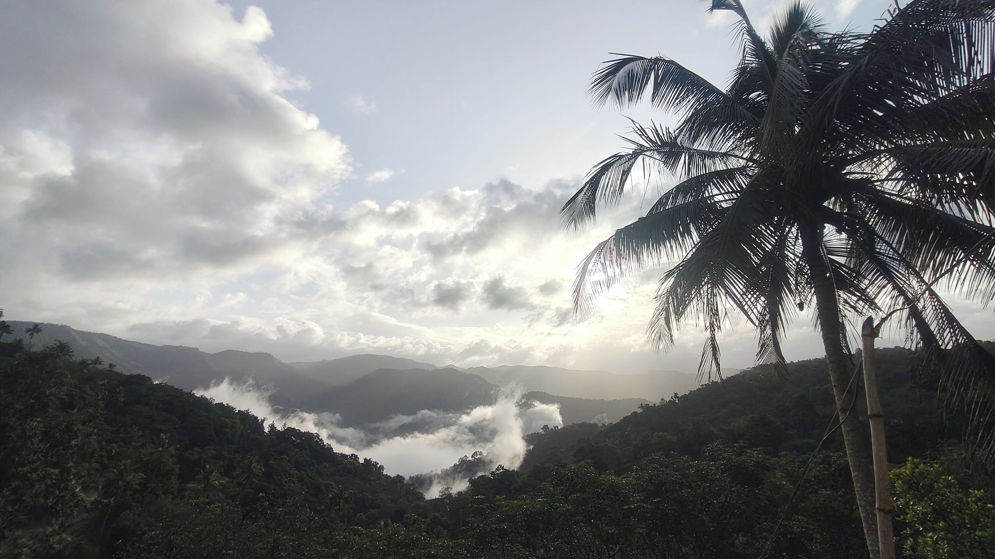 A mountainous landscape with a palm tree in the foreground.