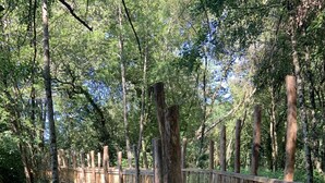 Un puente de madera en un área boscosa, con un perro caminando sobre él.