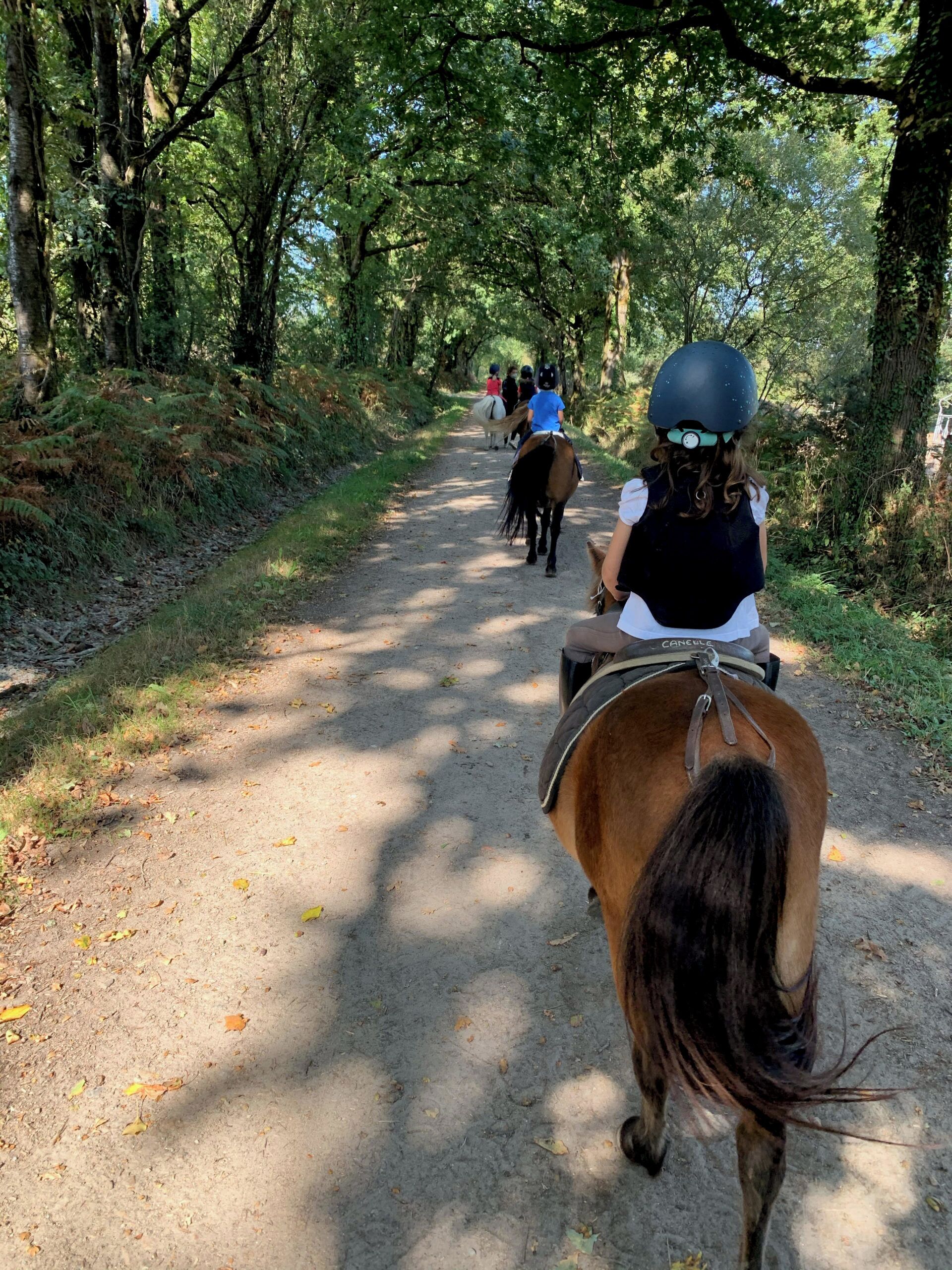 Un sendero de tierra bordeado de árboles, ideal para paseos a caballo.