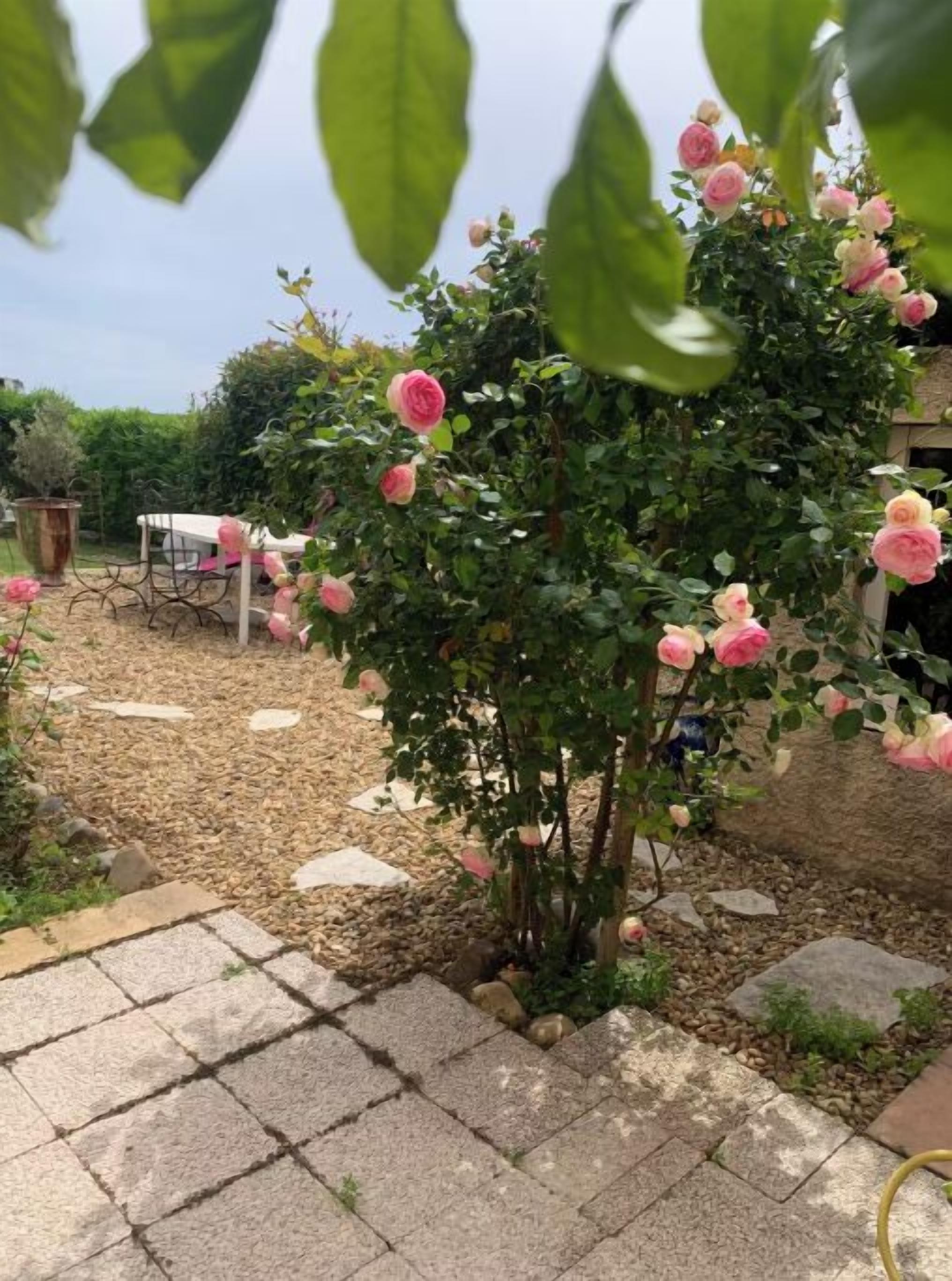Ein Garten mit Rosenbusch, Kiesweg und weißem Tisch.