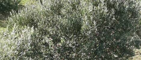 Villa, Private Pool | View from room