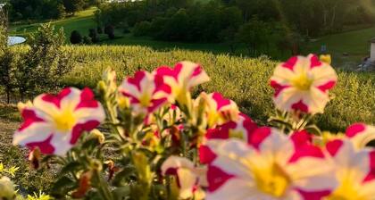 A romantic farmhouse among the vineyards, 15' from the Serravalle outlet