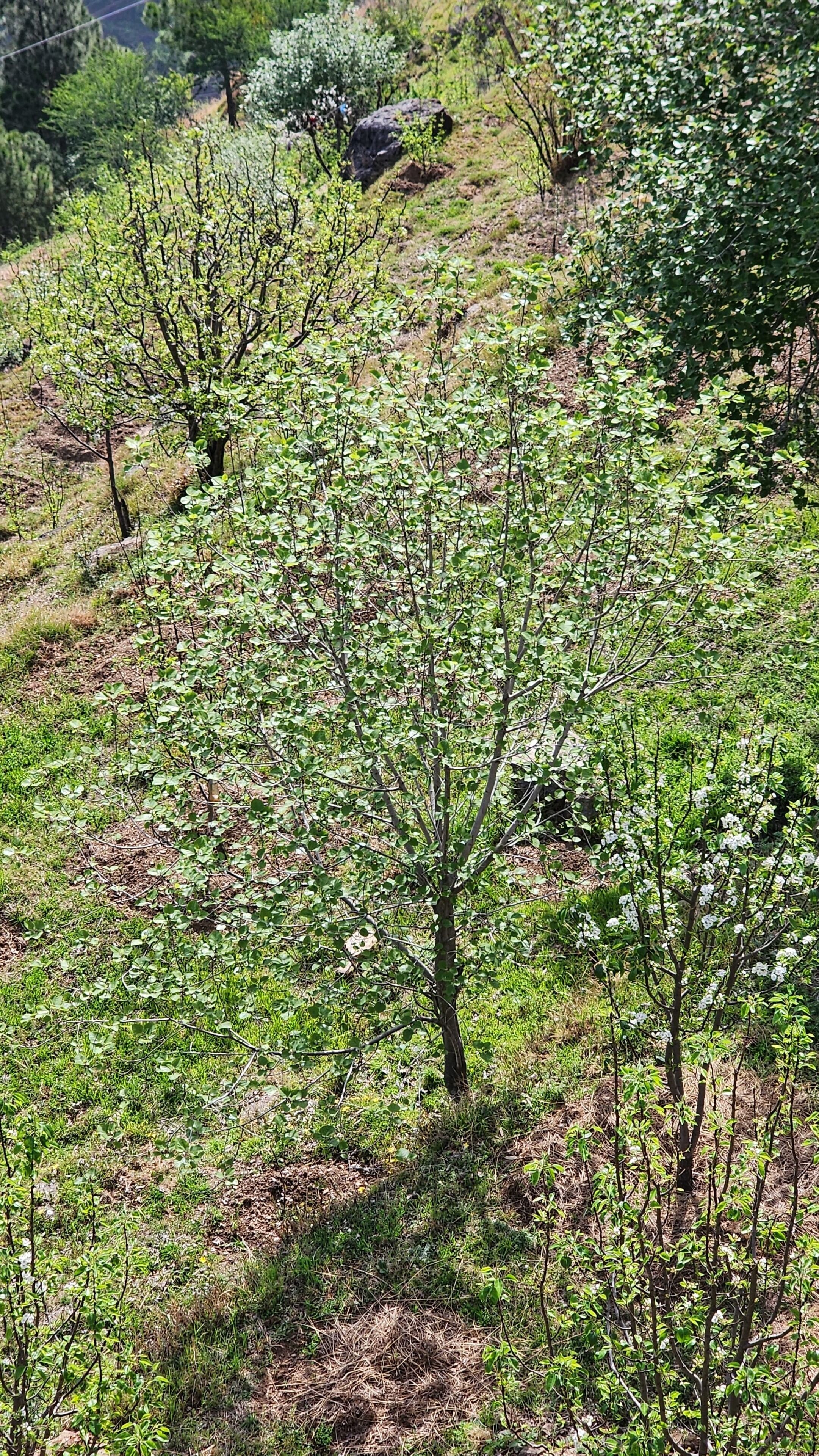 A landscape with a variety of trees and shrubs, including some flowering plants.