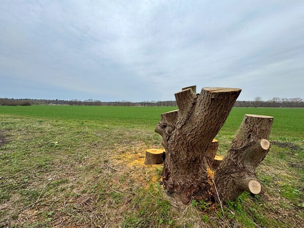 A field with a large tree stump and smaller cut logs.