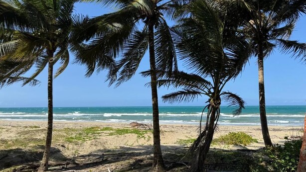 A beach with palm trees and ocean waves. - Cozy Studio Apartment 2 min to the Beach, Rooftop (Sosúa)