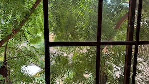 Una ventana con vistas a un jardín verde exuberante y un edificio al fondo.