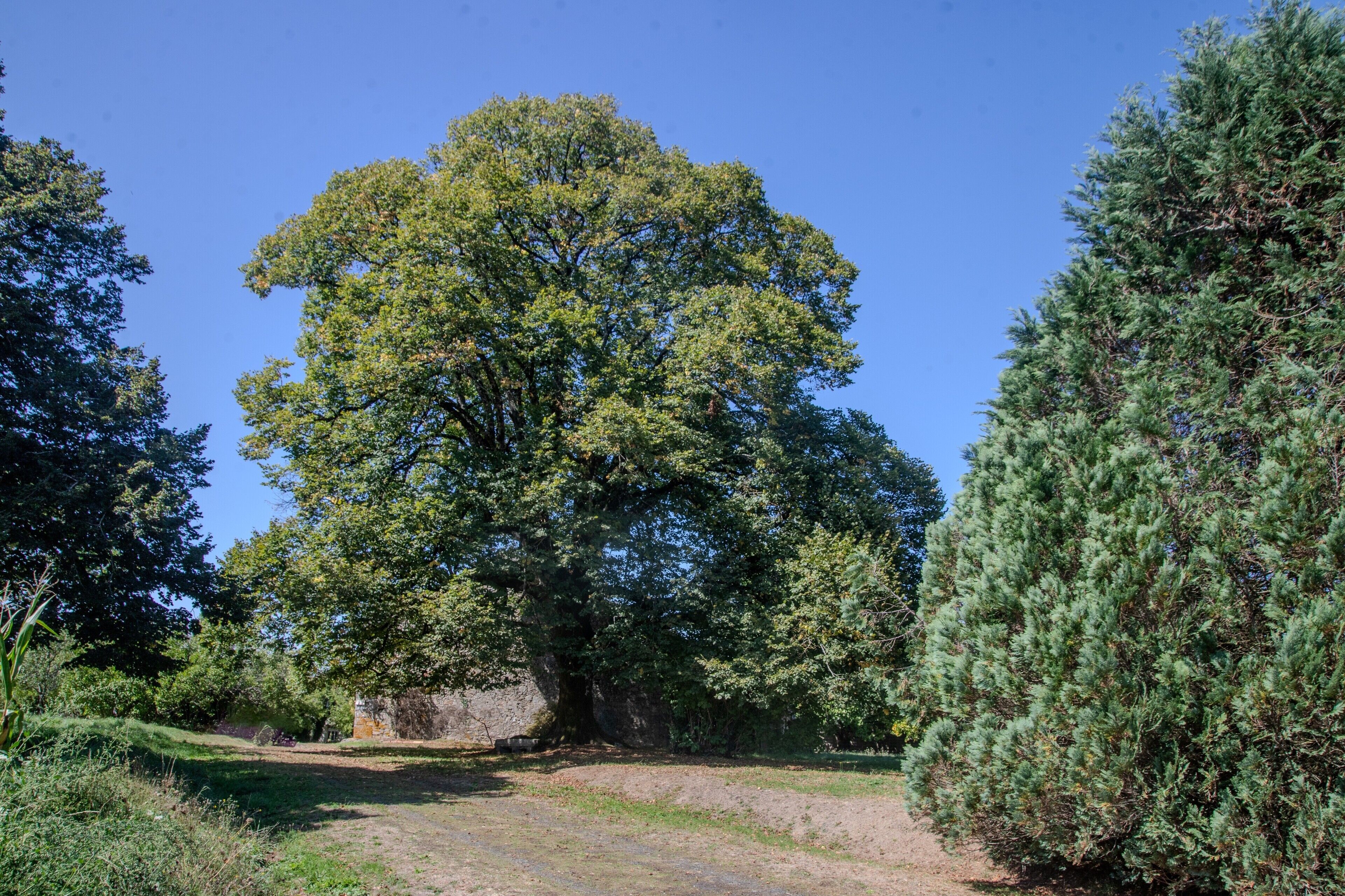 A natural landscape with a large tree, a stone wall, and a coniferous tree.