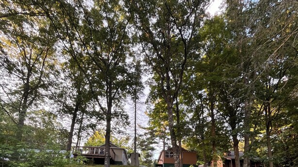 A wooded area with a small cabin and a bridge. - Great cabin to stay on fishing trip or ATV/UTV trip. (Hayward)