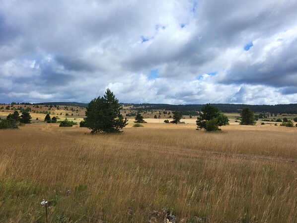 A field with scattered trees and a cloudy sky.