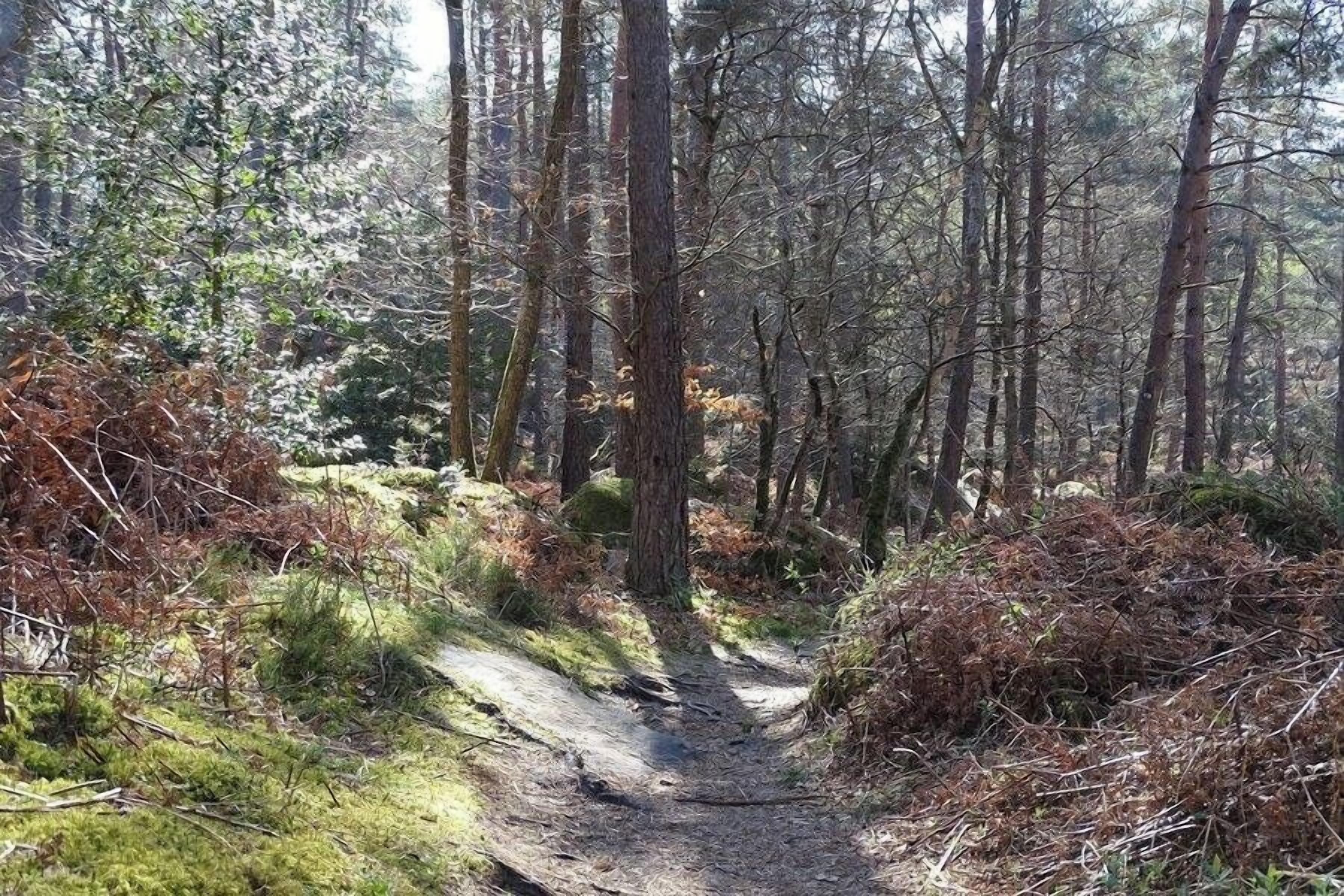 Un sentier forestier bordé de grands arbres et d’une végétation dense.