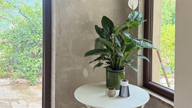 Une petite pièce avec une table blanche, une plante en pot et une fenêtre donnant sur un paysage verdoyant.