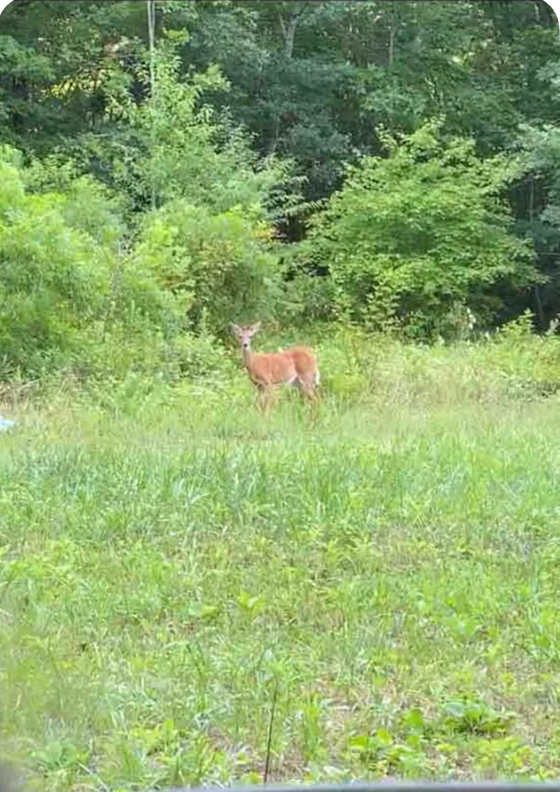 Ein Hirsch steht auf einer Wiese mit dichtem Grün im Hintergrund.