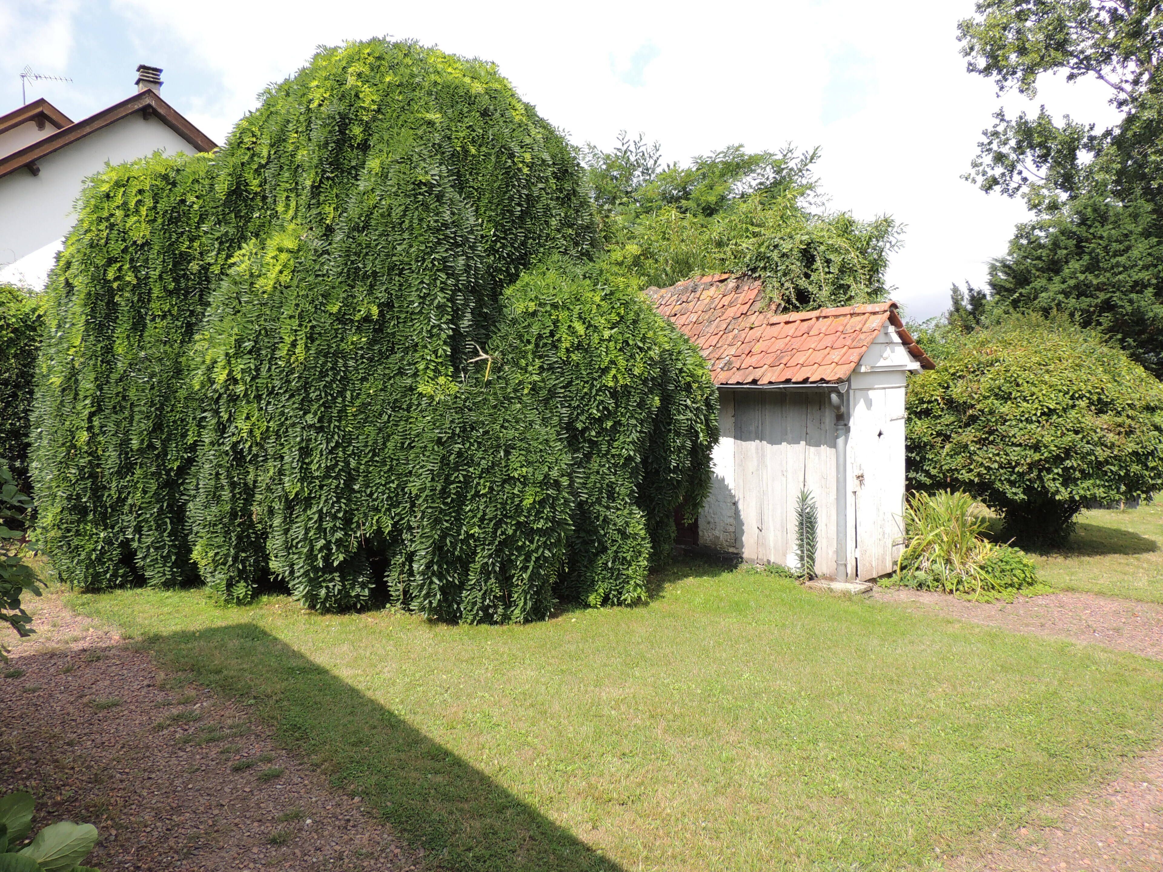 A garden with a large, dense hedge, a small shed, and a house with a red-tiled roof.