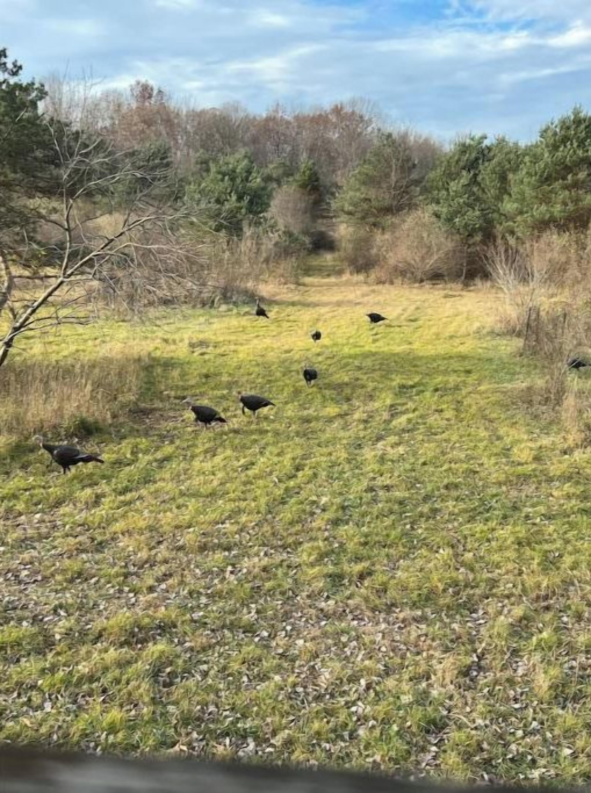 Un prato erboso con diversi uccelli.