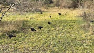 Un prato erboso con diversi uccelli.