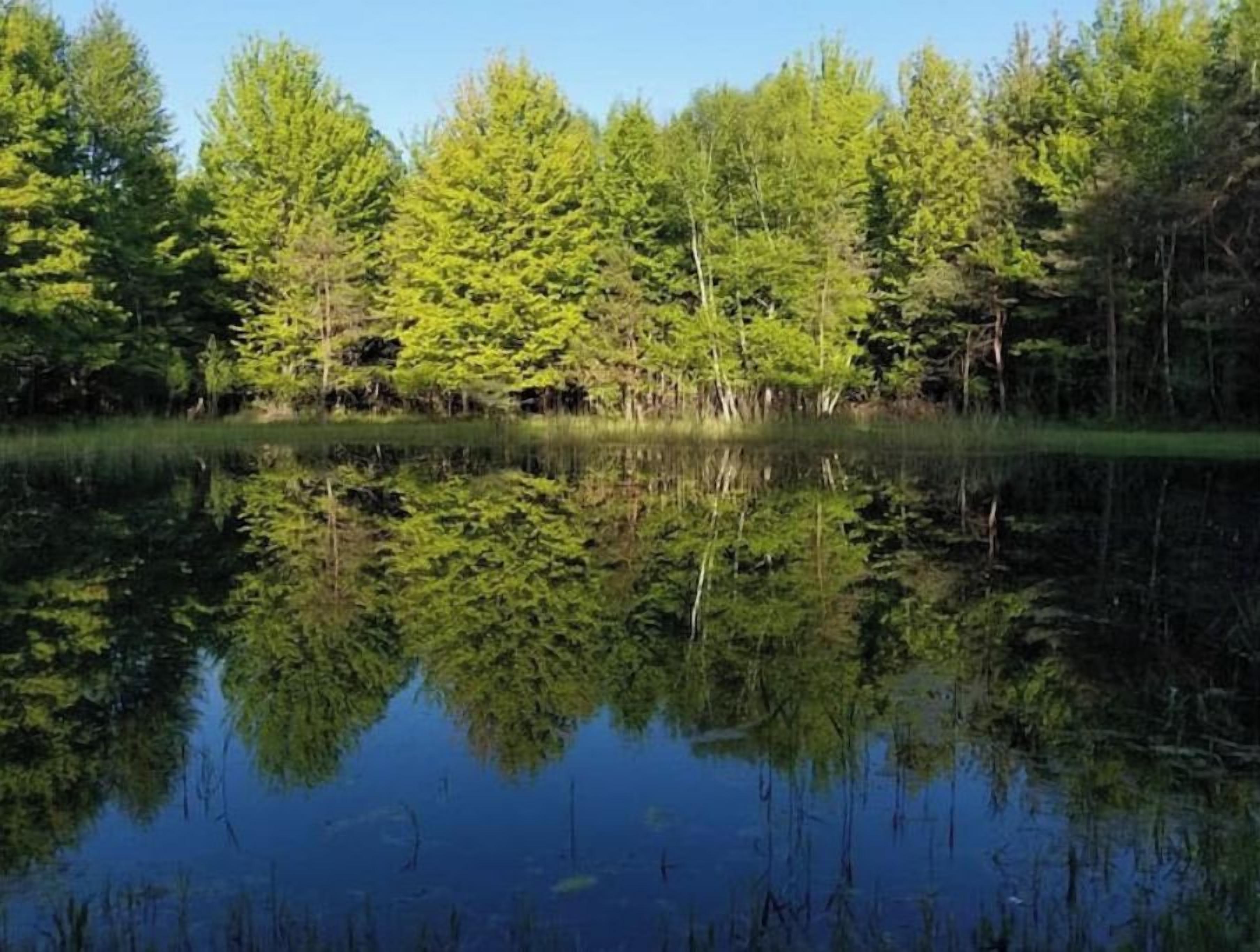Ein ruhiger See, umgeben von dichtem Wald.