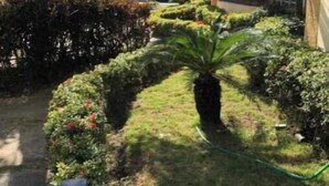 A courtyard with a pathway, surrounded by well-maintained hedges and palm trees, leading to a building with a gated entrance.
