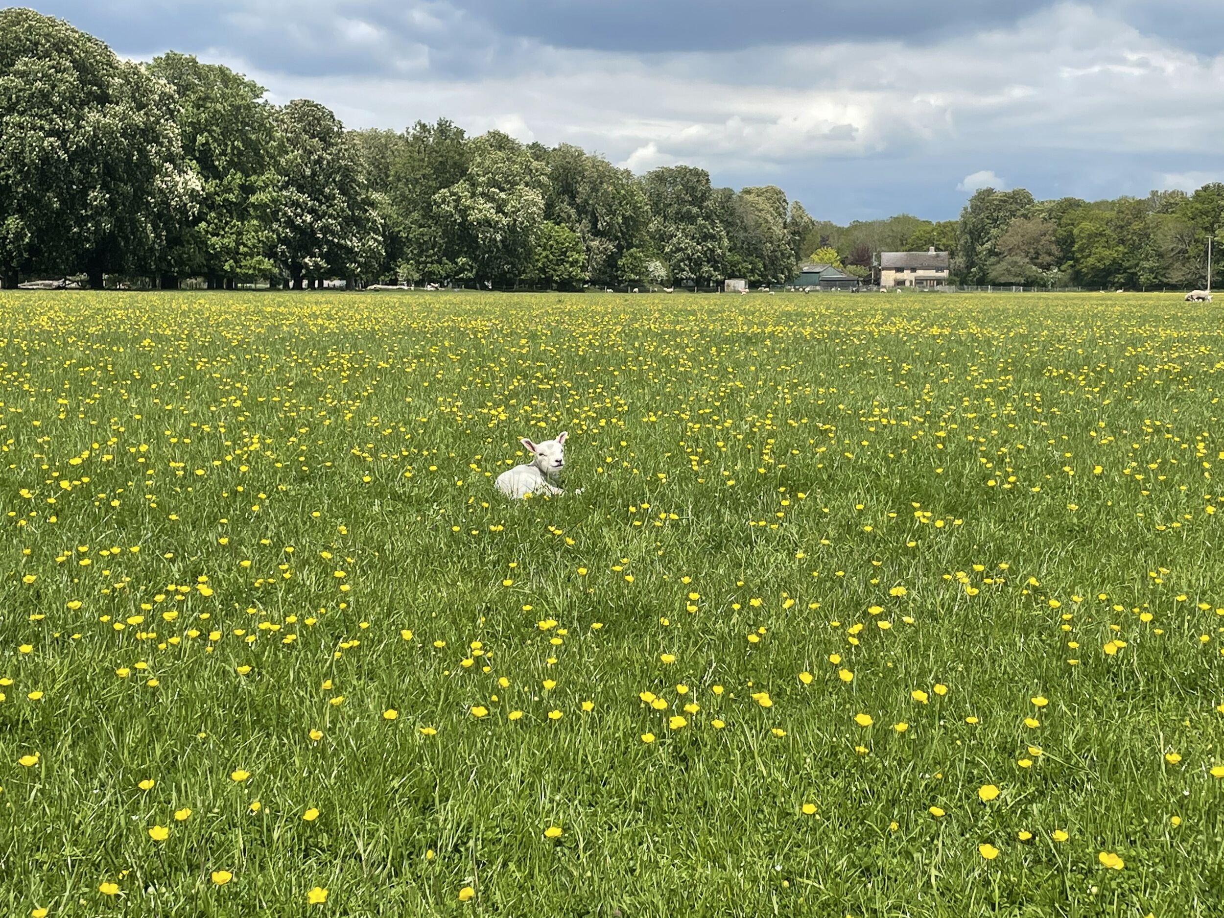 A field with yellow flowers and a white sheep in the center.