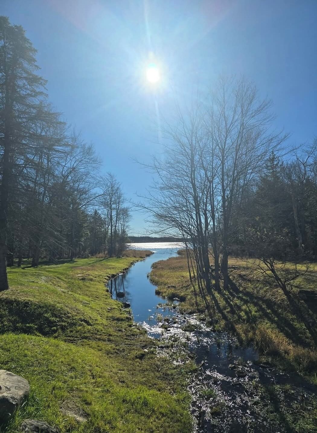 A river flowing through a grassy area with trees on both sides.