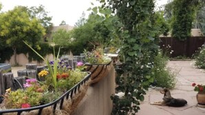 A garden with a variety of plants and flowers, a dog lying on the ground, and a wooden fence. - Historic Mill House Unit 3 (Taos)